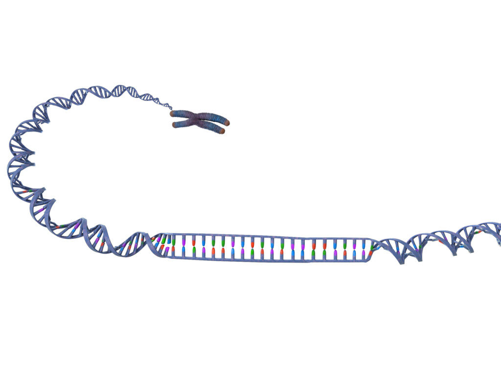 En kromosom ur vilken en DNA-spiral är utdragen. En bit av spiralen är öppnad så att det går att se hur kvävebaserna binder till varandra.