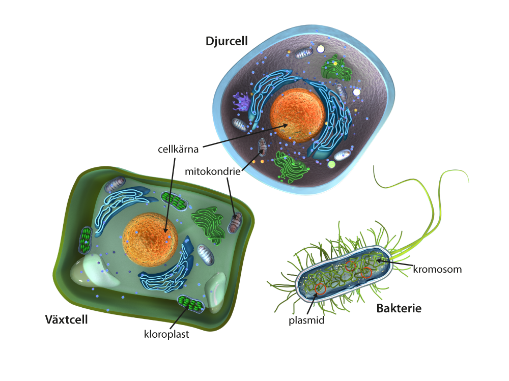 Två eukaryota celler, en växtcell och en djurcell, och en prokaryot cell i form av en bakterie.