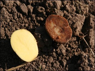 Bild på knölar från Fortuna utan brunröta och kontrollpotatis med brunröta.