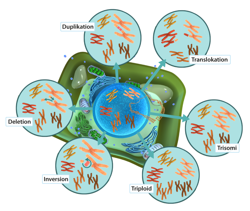 Illustration som visar hur större mutationer som involverar hela eller delar av kromosomer kan se ut.