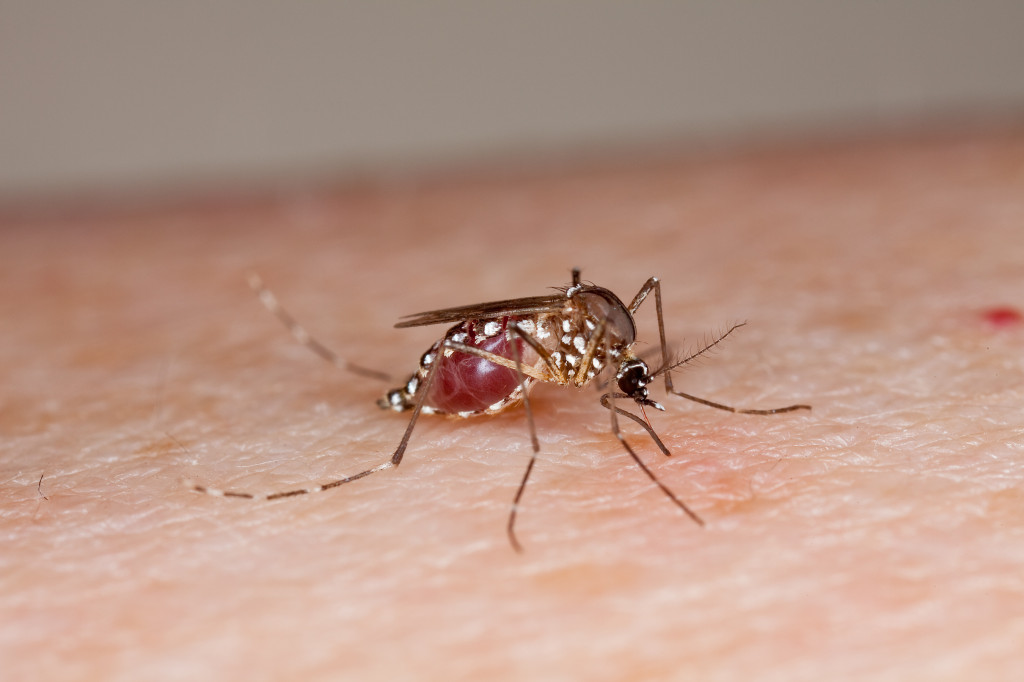 Bild på Aedes aegypti full med blod. Foto: Stephen Ausmus