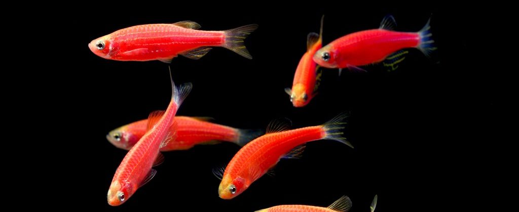 Bild på Glofish.
