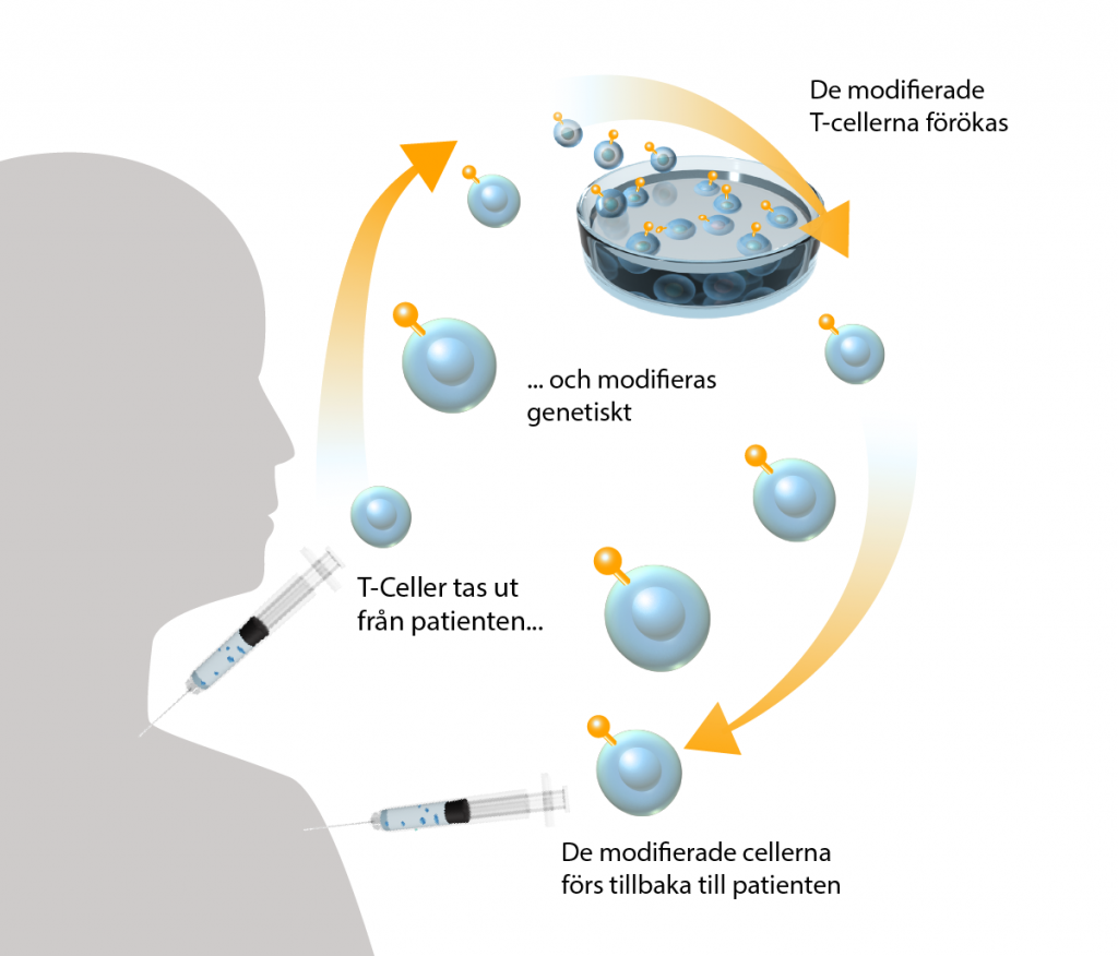 en illustration över hur en CAR-T-cellterapi fungerar