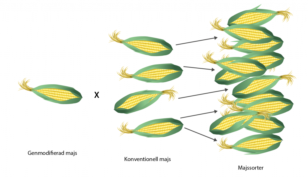 Illustration av hur den modifierade majsen korsas med konventionell majs för att få fram olika sorter.