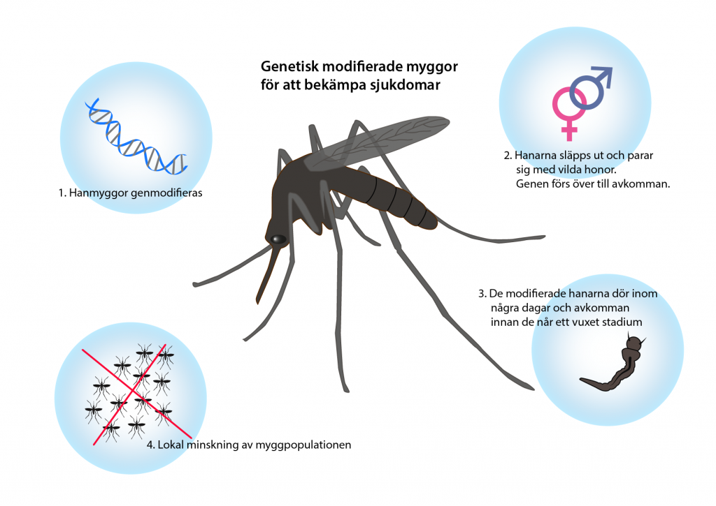 Genetiskt modifierade myggor används för att bekämpa sjukdomar som sprids av myggor.