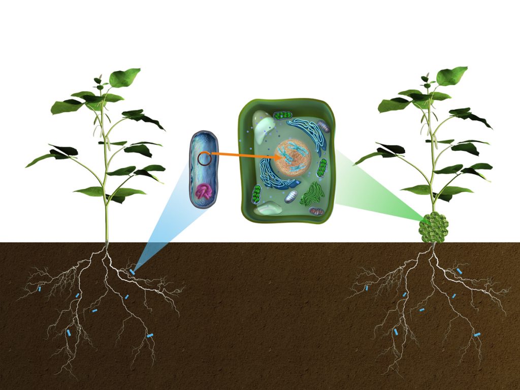 Illustration av hur jordbakterien Agrobacterium tumefasciens modifierar växter genetiskt.