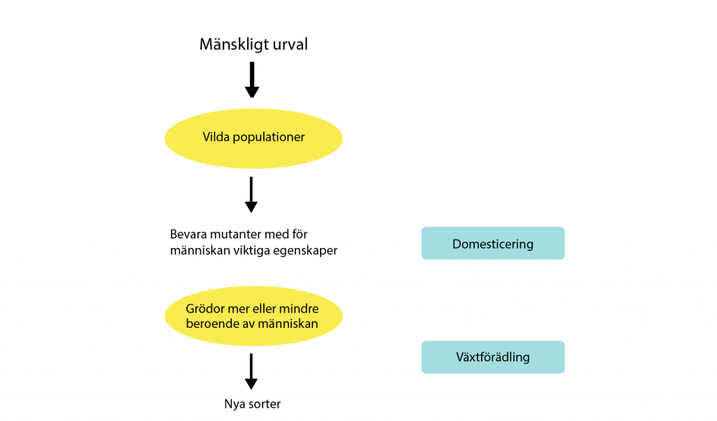 Schematisk bild av domesticering och växförädling.