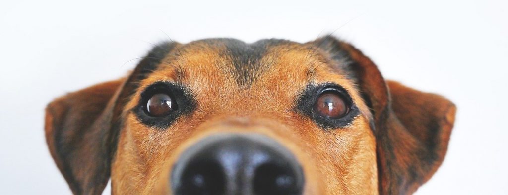 hund