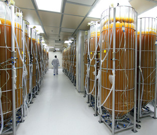 Bioreaktorer med modifierade morotsceller.