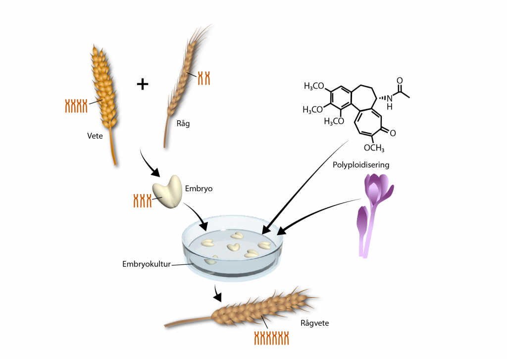 Rågvete framställts med artificell polyploidisering.