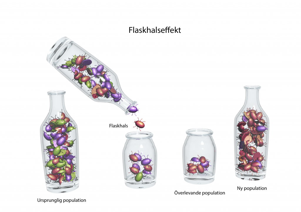 Illustration av flaskhalseffekt.
