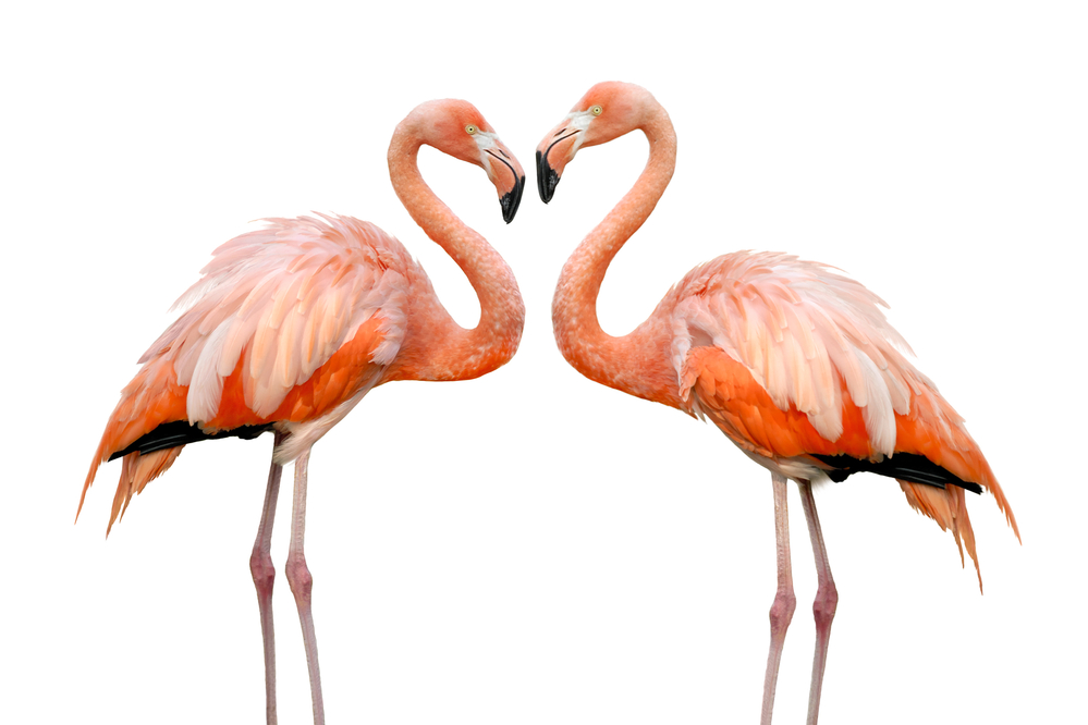 två flamingos vars halsar formas som ett hjärta
