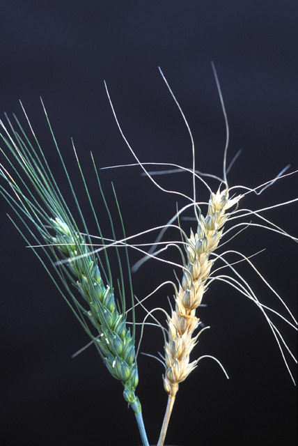 Bild på friskt och veteax angripet av Fusarium-svamp.