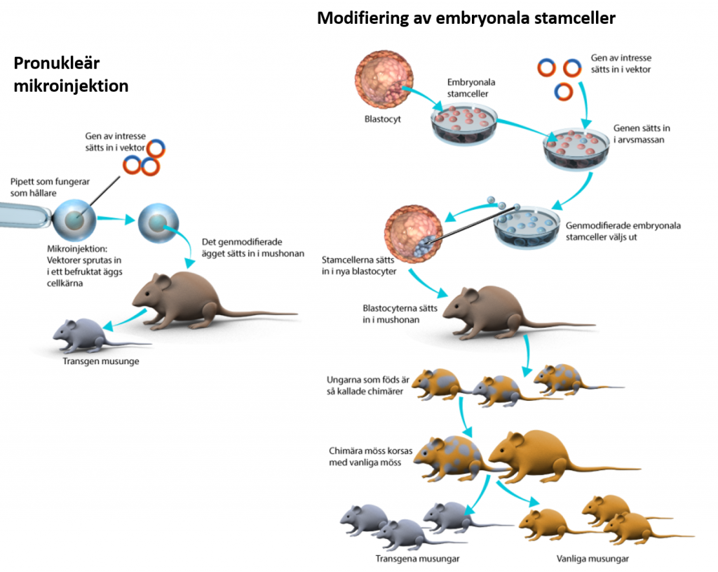 Schematisk bild som visar två metoder för att skapa en genetisk modifierad mus.