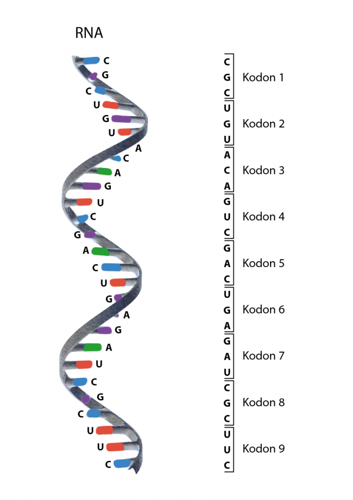 Illustration av RNA och de tripletter av nukleotider som utgör kodon