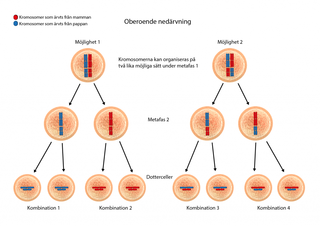 Illustration av oberoende nedärvning under celldelningsprocessen meios.
