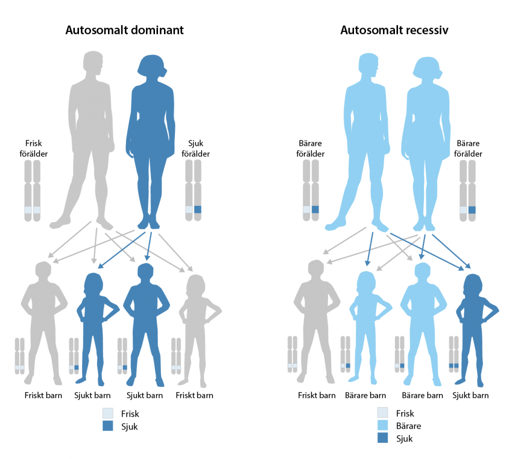 Illustration av hur en autosomalt dominant och en autosomalt recessiv sjukdom nedärvs från föräldrar till barn.