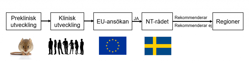 en schematisk illustration av en genterapis väg från preklinisk utveckling och klinisk utveckling till godkännande av EU-kommissionen och rekommendation av NT-rådet i Sverige