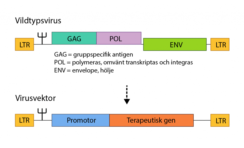 Ett vildtypsvirus och en virusvektor.