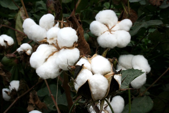 Bt-bomull är ett exempel på en GMO.