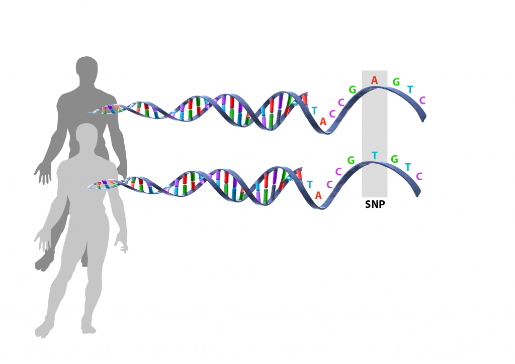 DNA-sekvens från två individer som visar en typ av mutation, en enpaspolymorfi