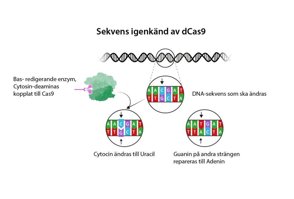 illustration av basredigering