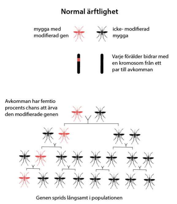 normal ärftlighet