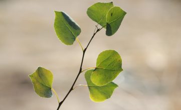 gren med asplöv