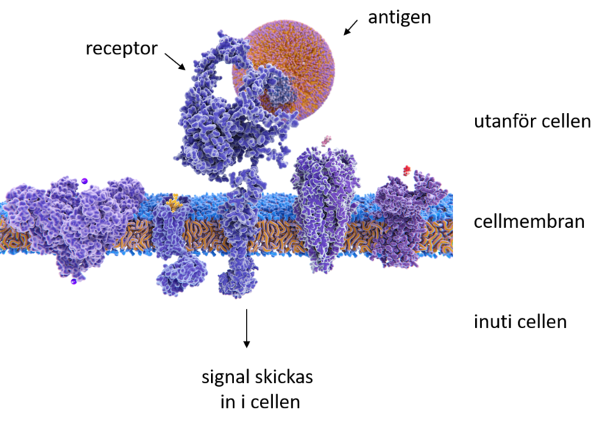 ett cellmembran men en receptor som bundit ett antigen