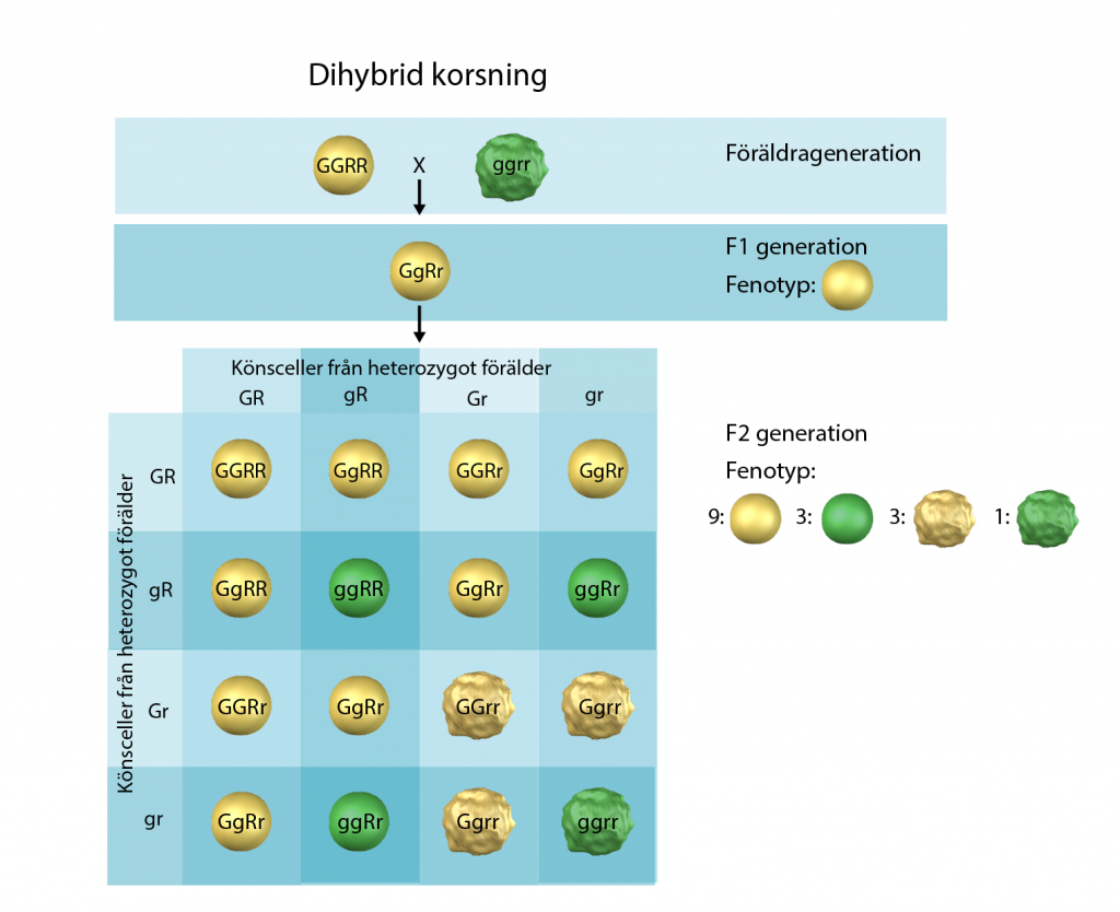 korsningsschema av dihybrid korsning