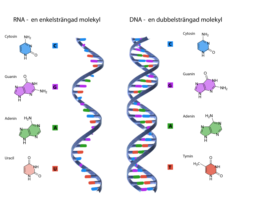 De nukleotider som bygger upp DNA och RNA.