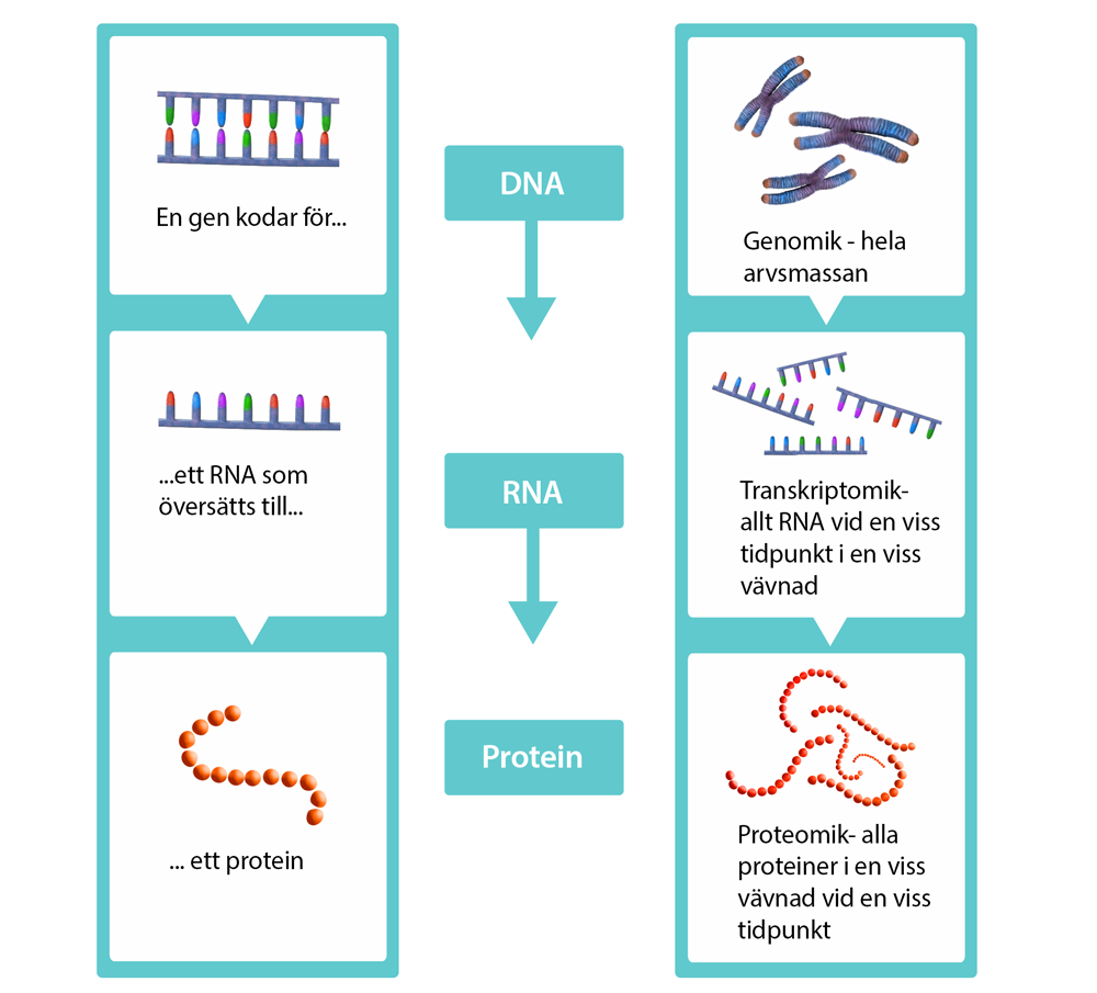 illustration av hur forskningsområdena genomik, transkriptomik och proteomik täcker studier av de tre stegen i den centrala dogmen: DNA, RNA och protein.
